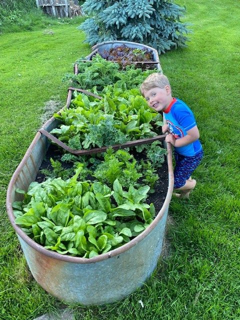 little boy standing beside raised garden bed full of vegetables in summertime.