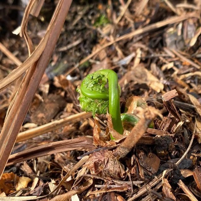 Bright green Fiddlehead fern plant in early spring emerging from the ground