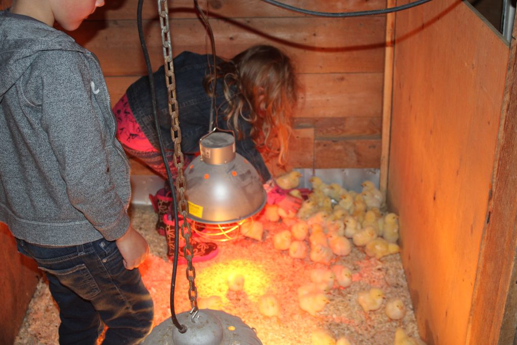 kids playing with baby chicks in the chicken brooder