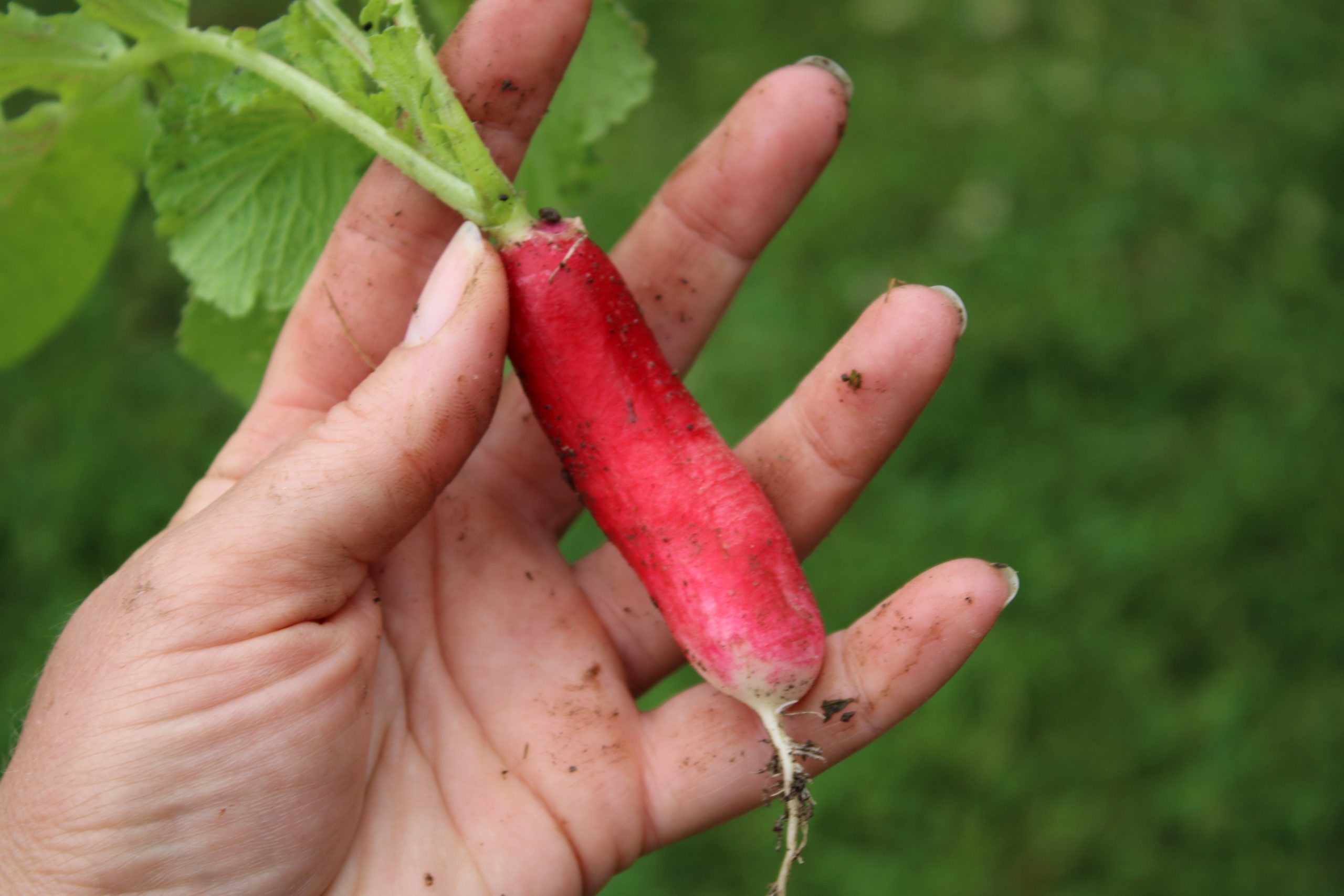 What to Grow in a Nourishing Family Garden