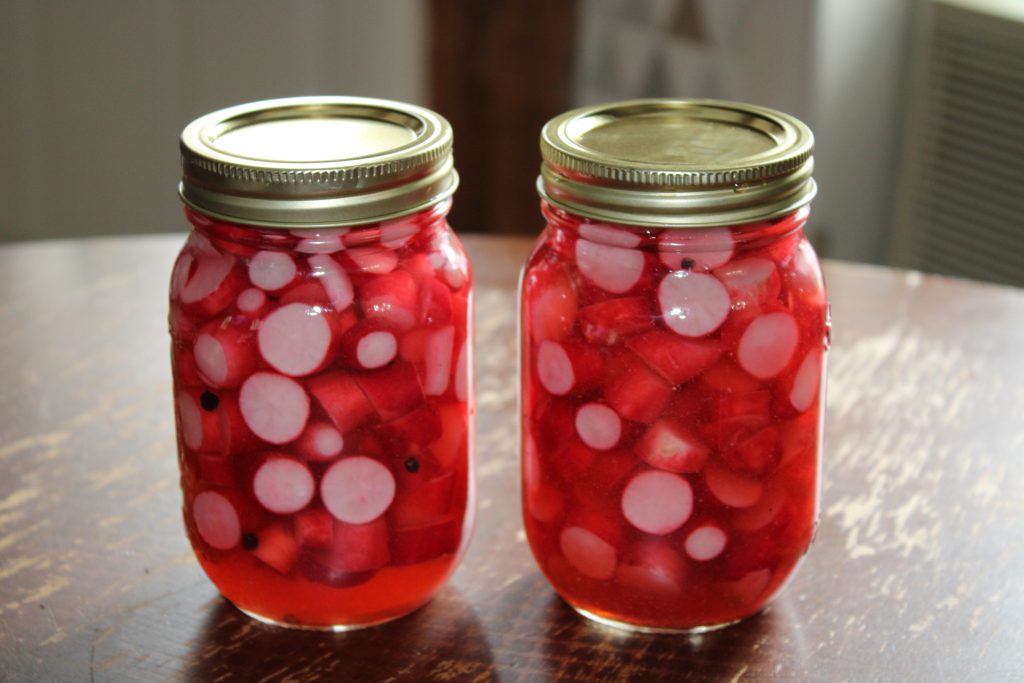 Mason jars packed with brightly coloured pickled sliced radishes sitting on brown wooden table.