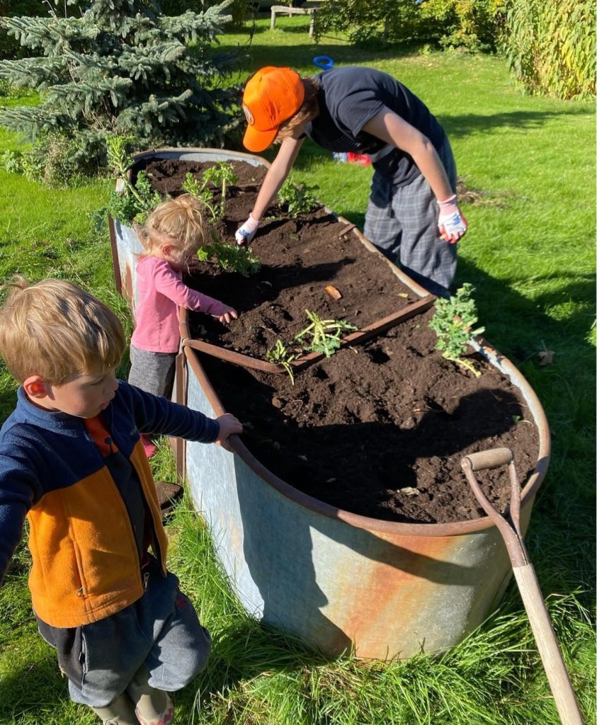 Kids planting garlic is repurposed raised garden bed on a sunny fall day
