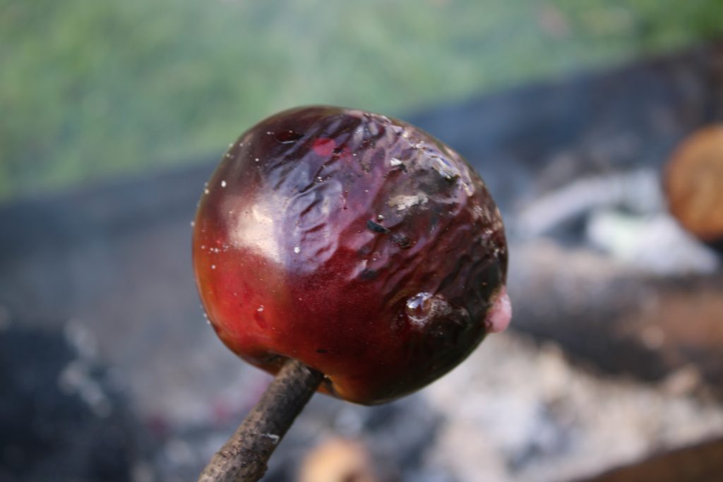 MacIntosh apple on a stick being cooked over a campfire
