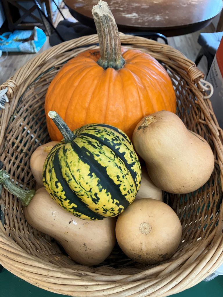Various colours and shapes of squash in a wicker basket