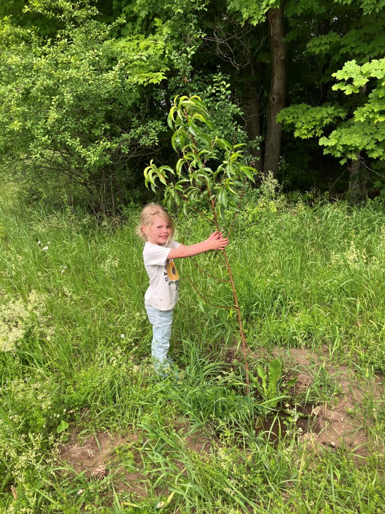 Young girl standing in field holding onto a fruit tree that was just planted