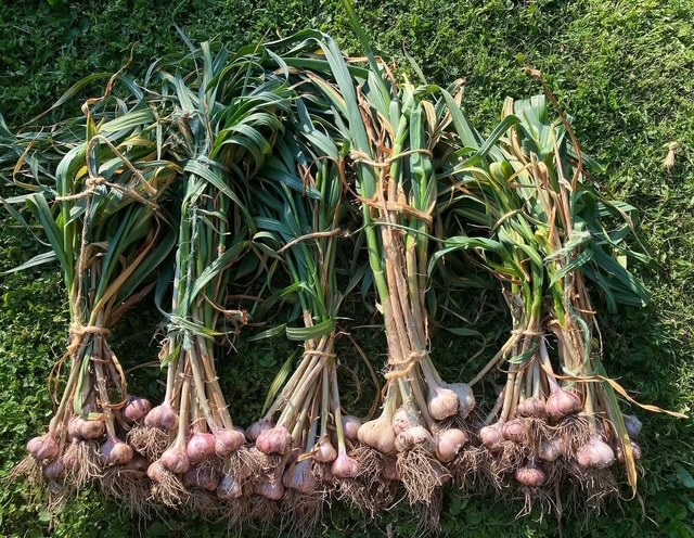 Large bunches of freshly picked garlic laying on freshly cut grass in the summer sunshine.