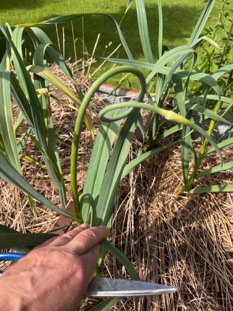 backyard raised bed garden containing garlic scapes that are ready to be harvested on an early summer day. 