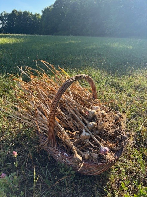 bulbs and leaves of garlic in wicker basket set in a hay field in the warm summer sun